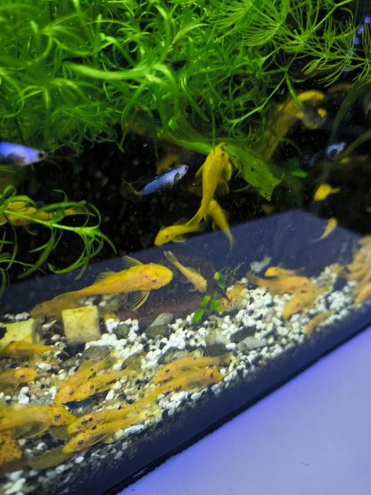 Glonojad zbrojnik L144