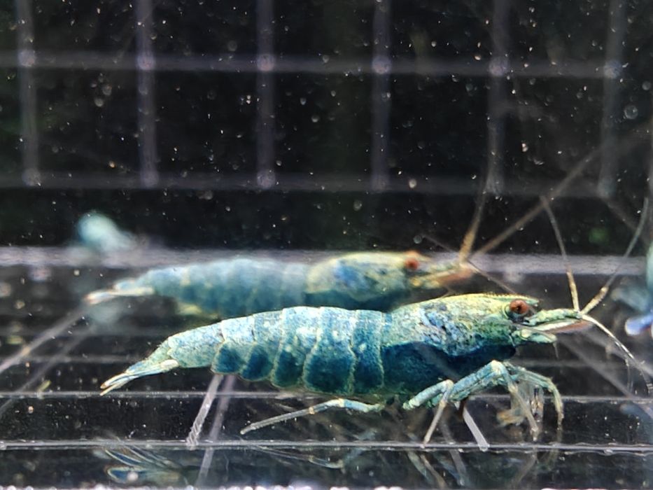 Krewetki Caridina Blue Bolt