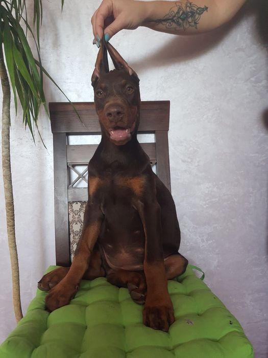 Шикарные мальчишки и днвчёнки добермана КСУ-FCI