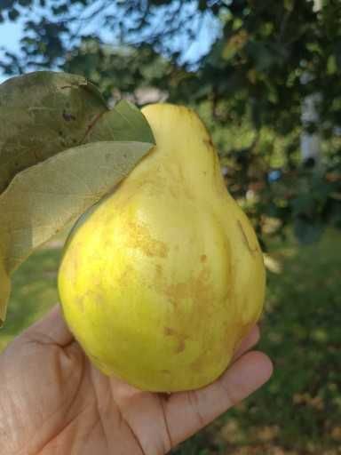 Pigwa w syropie na odporność Wit C