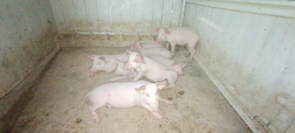 Продам поросята самовивіз або доставка