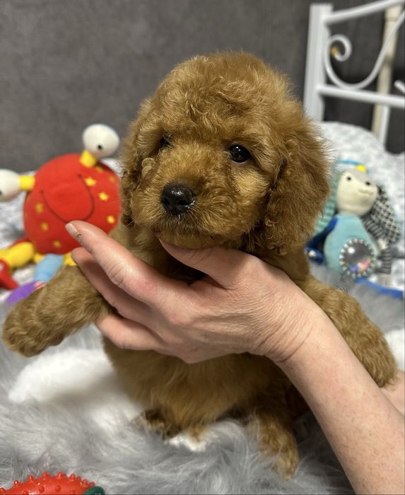 Пуделята  симпатюльки