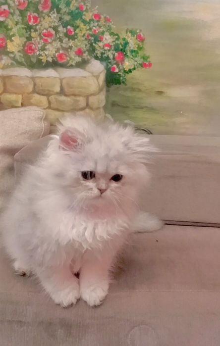 Британські довгошорстні хлопчик і дівчинка 2.5