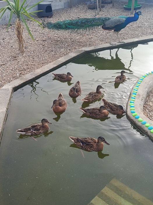 Vendo patos reais