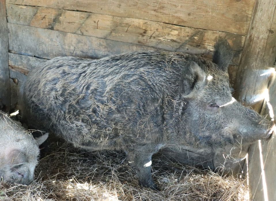 Продається річний кабан