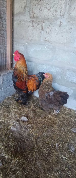 Ovos de Brahma perdiz gold