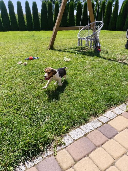 Piesek Beagle gotowy do odbioru