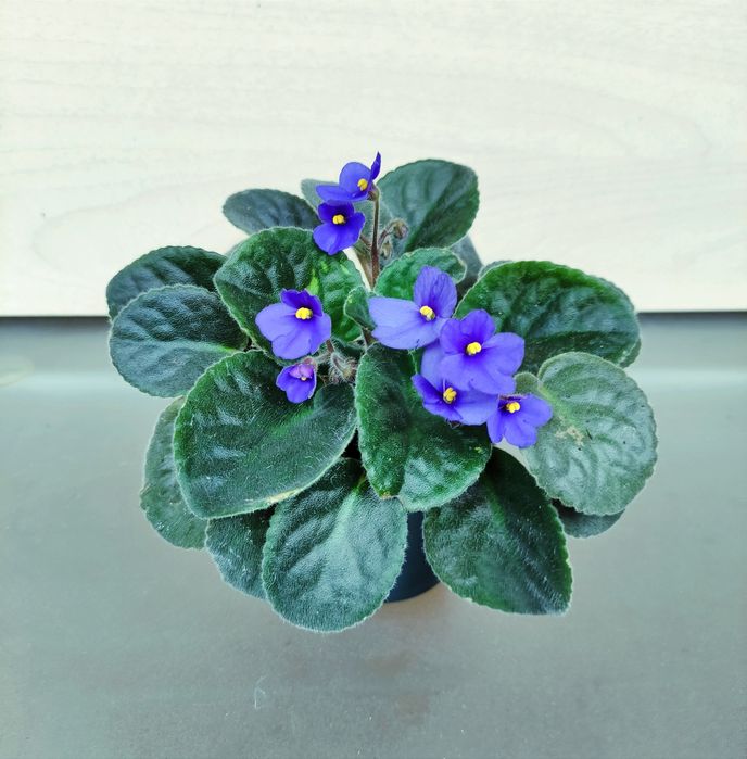 Квітуча фіалка сенполія чернильная фиалка фиолетовая сенполия в горшке