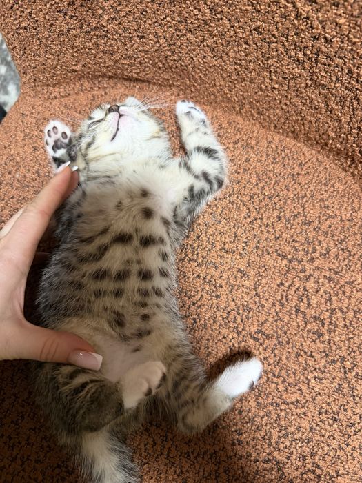 Кішечка Золотої тікірованої шиншили