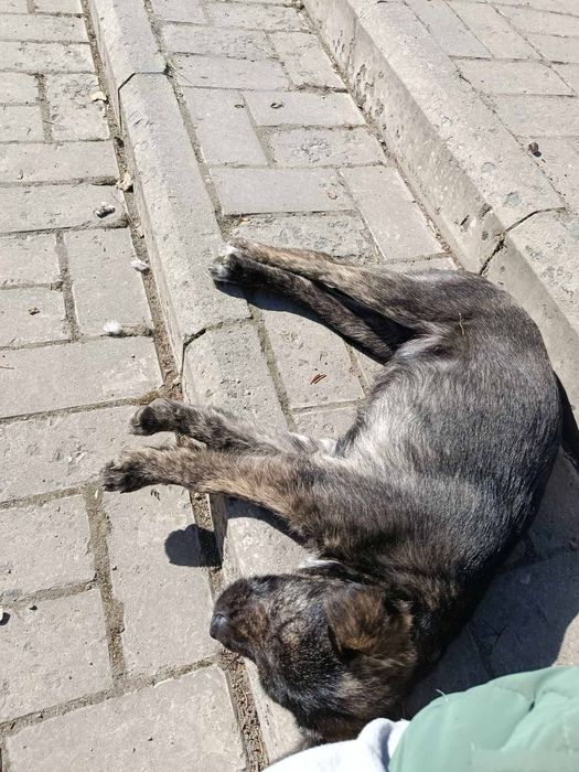 Дівчинка Джус в добрі руки