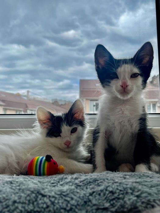 Шукаю родину для кошенят