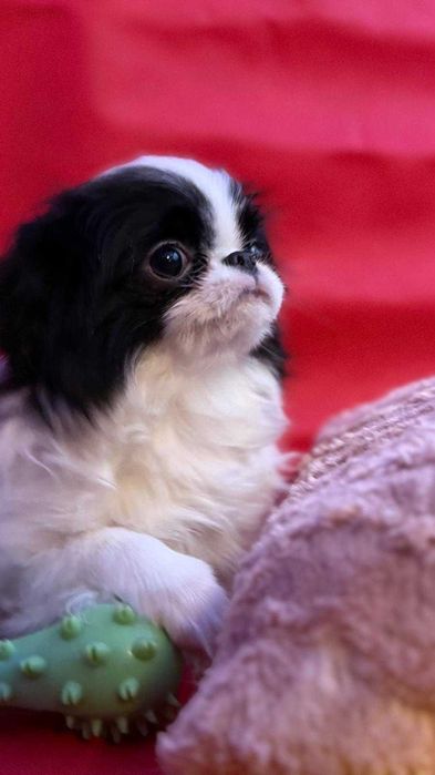 Przesłodka chinka  ZKwP