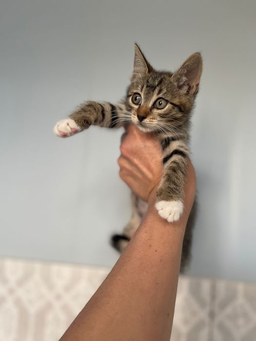 Отдам Котята котики котенок мальчик