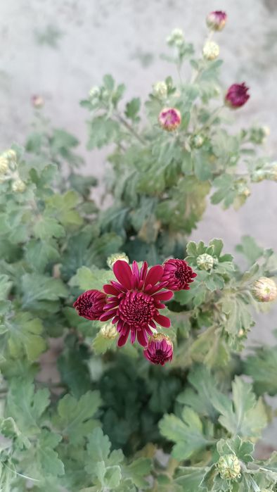 Хризантема мультифлора