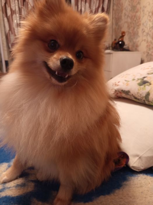 В'язка померанського красунчика шпіца