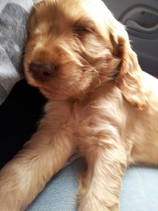 Два маленькі серця породи спанієль