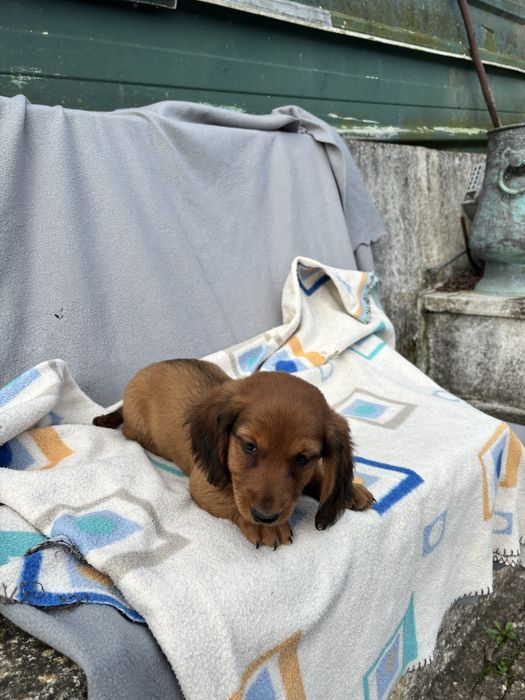 Teckel femea miniatura pelo comprido