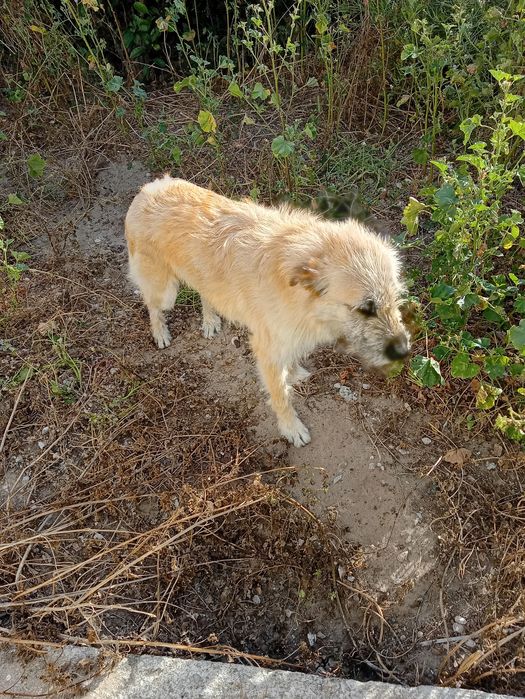 Dou cão dócil e um bom guarda