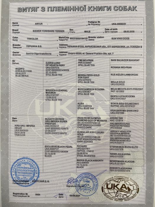 Вʼязка хлопчик Бівер Йорк, триколор, 4 роки.