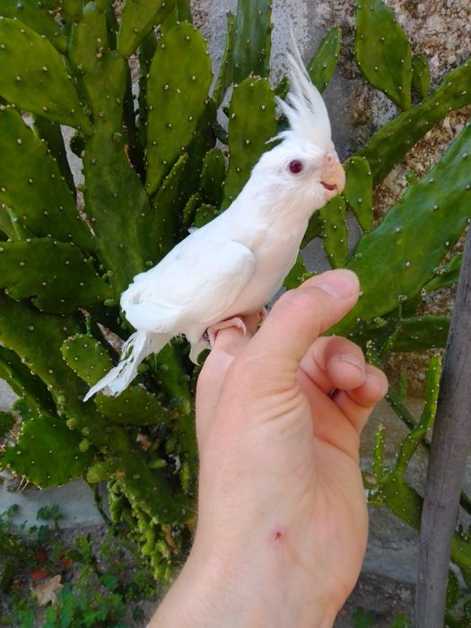 Caturras Domesticadas