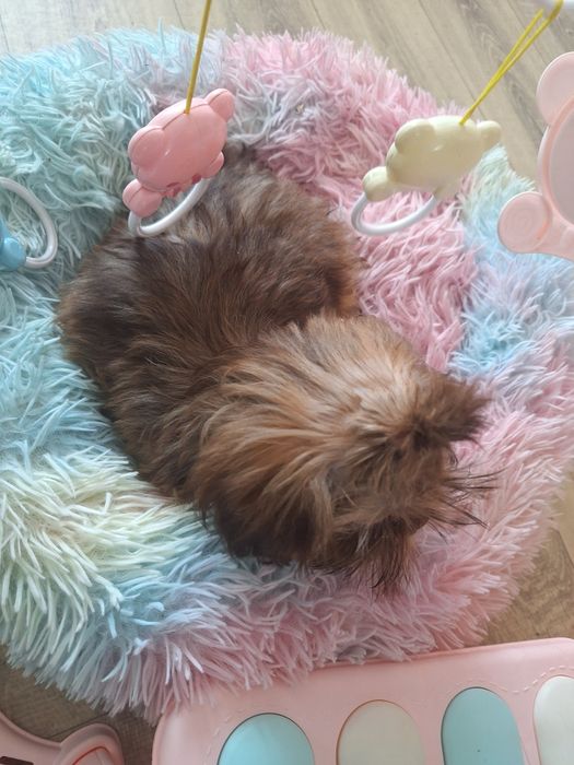 Mini dziewczynka Shih tzu Gabisia/ domowa hodowla