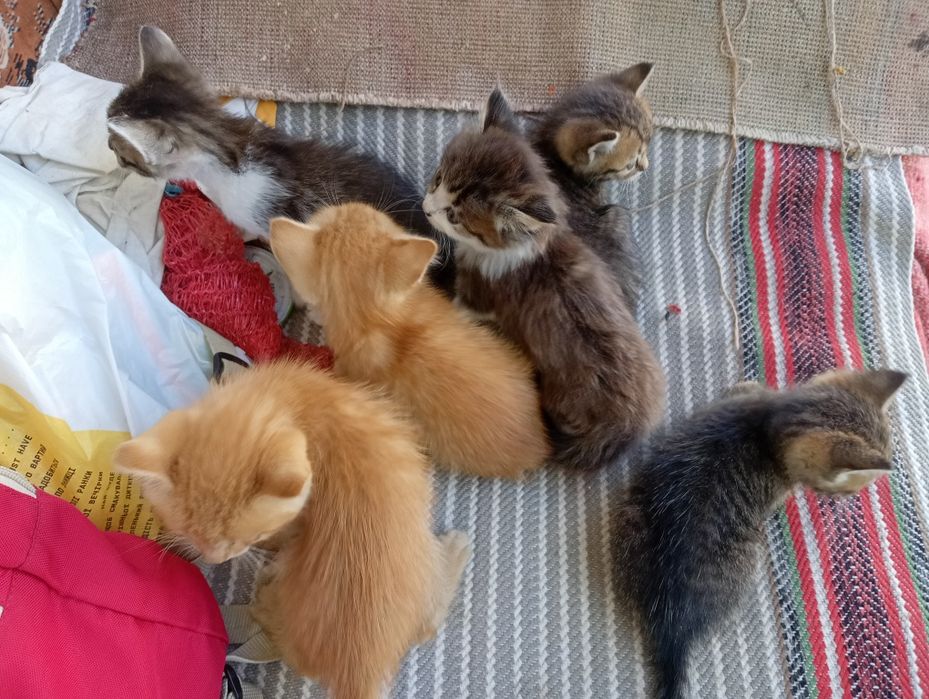 Кошенята, віддам в хороші рукі