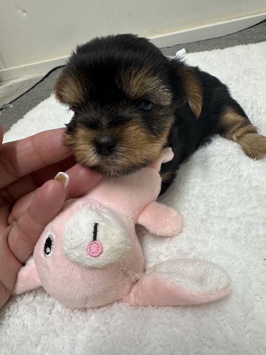 Yorkshire Terrier linha Russa