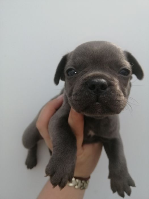 Французики Голубі та Мерле