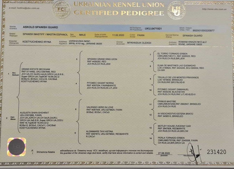 Іспанський мастиф шукає пару