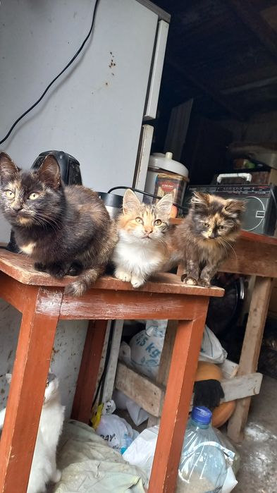 кошенята безкоштовно