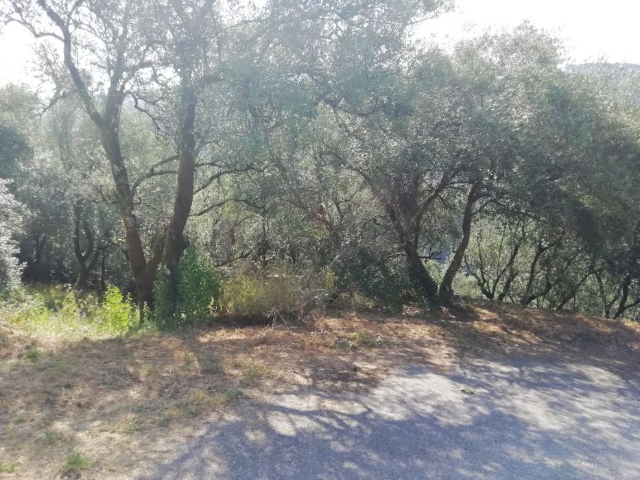 Oliveiras para jardim