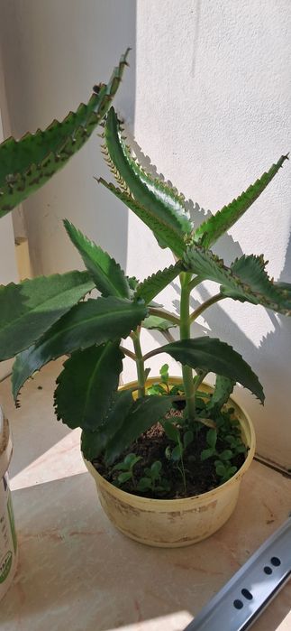 Золотий ус, Каланхое, та Алое