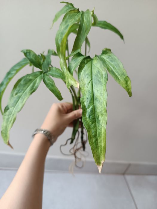 Syngonium Angustatum