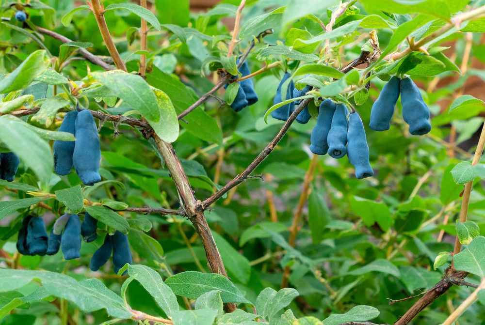 Jagoda Kamczacka Duże krzewy Wojtek - Zojka i Inne Owocujace