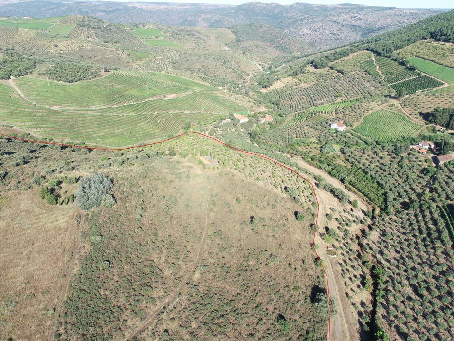 Terreno com 32 hect. com excelente potencial para a produção de vinho.