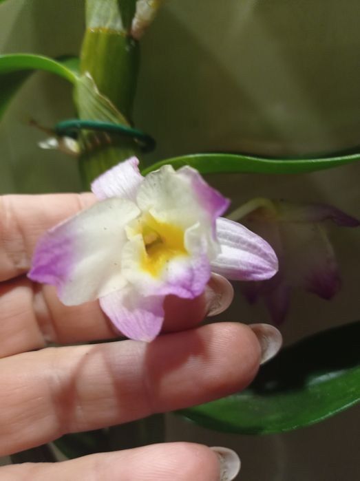 Орхидея Дендробиум Нобиле.