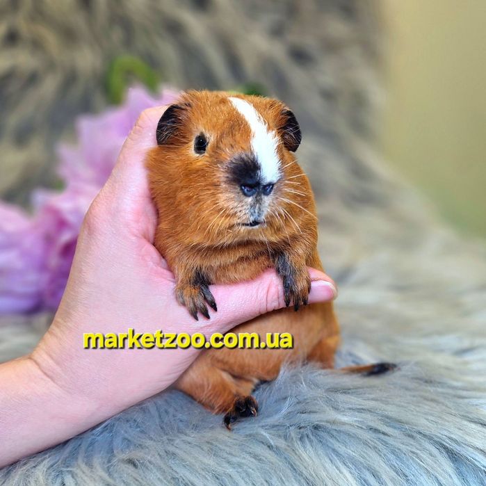 Морська свинка, морская свинка, морские, свинки Калифорния, морські