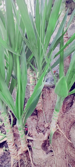 Planta Yuca vários tamanhos