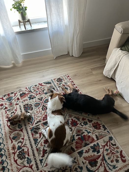 Pet Sitting - Almada e Lisboa