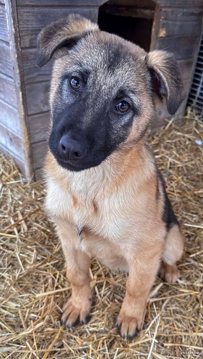 Oddam szczeniaka pięknego