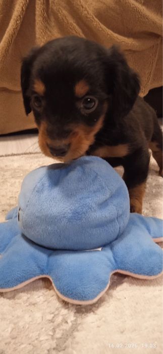 Цуценята такси, дівчатка  —  народилися на Новий рік ! (3 дівчинки)