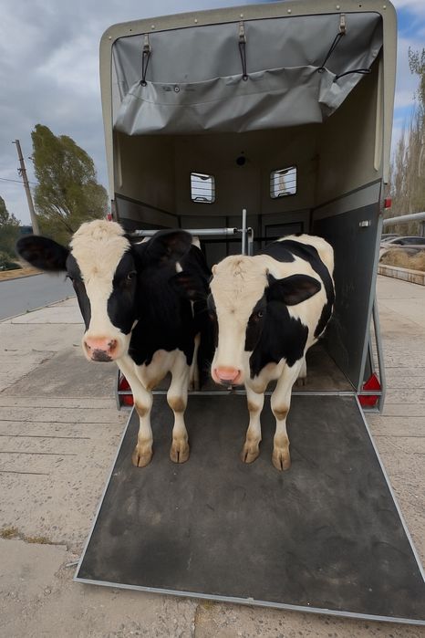 Перевозка животных,скотовоз ,батманка