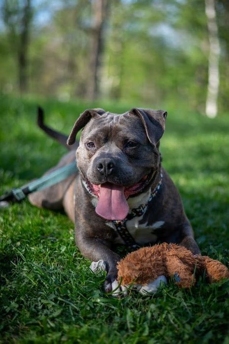 Śliniak w typie american bully szuka domu
