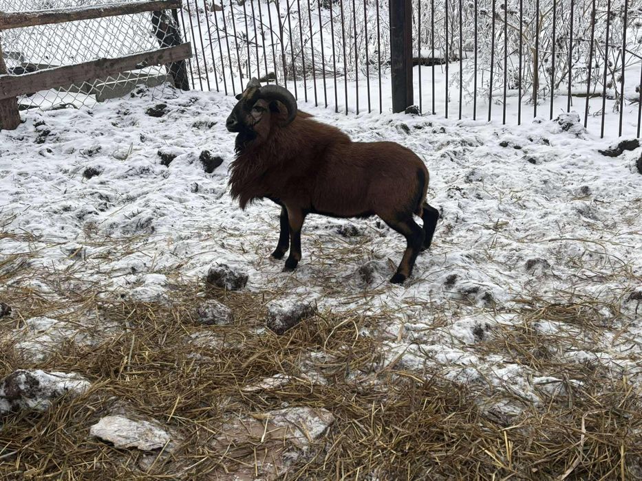 Witam. Sprzedam baranka