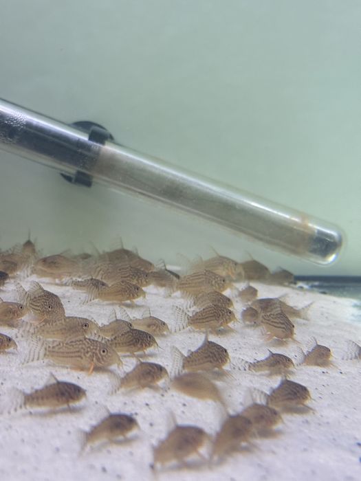 Corydoras Sterbai Juvenis