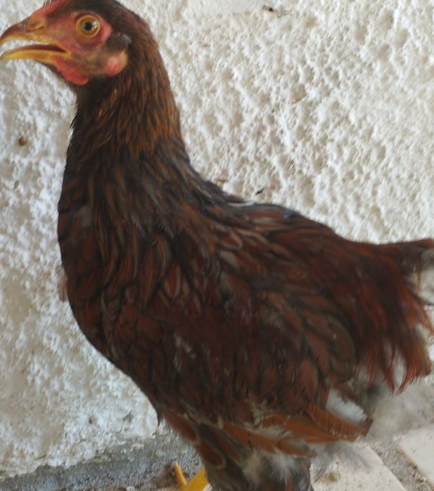Galos disponíveis