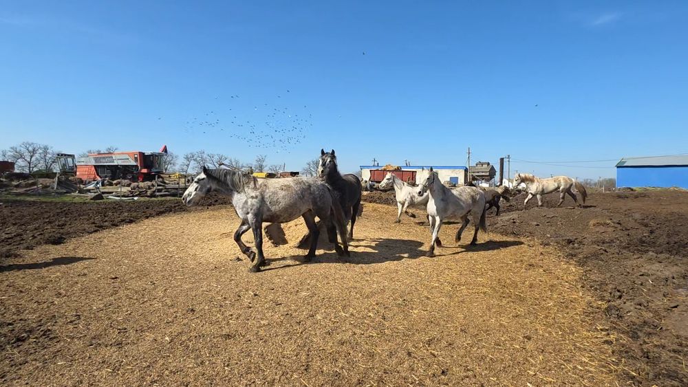 Коні різного віку.
