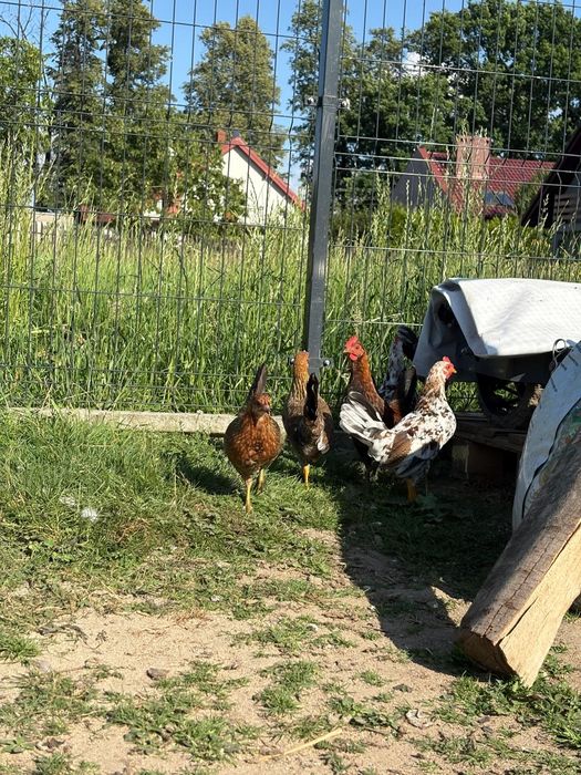 Koguty karzełek polski