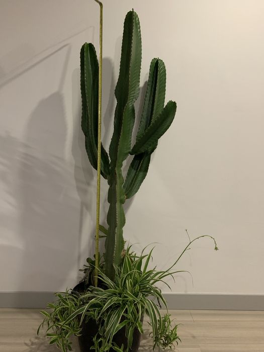 Planta Euphorbia Ingens / Cacto Candelabro