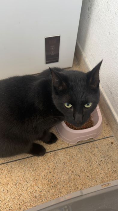 Gato para adoção